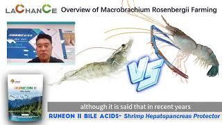 Technical experts' overviews on Macrobrachium rosenbergii breeding