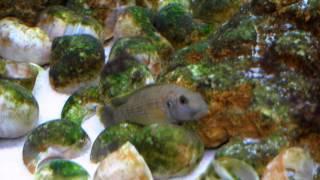 Spawning Lamprologus callipterus - Tanganyika shell dwellers - Muszlowce.pl