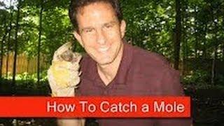 How to Catch a Mole Without Killing it (HowToLou.com)