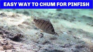 How To Chum For Pinfish (And Save Tons of Money)