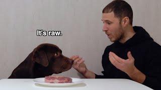 The Shocking Reason This Dog Said NO to Steak