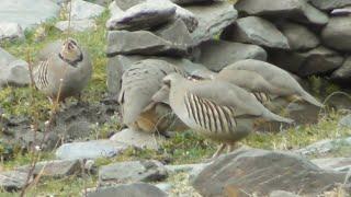 Шикори Нав Шикори Кабк Keklik avi tuzakla Охота на куропатка Partridge hunting شکار کبک Chukar avi