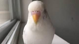 Cutest budgie singing and talking!!