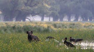 Gemenc Wild Danube English version