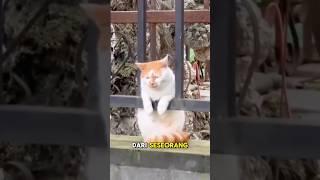 Kucing jalanan dengan wajah sedih dan menangis sendirian️