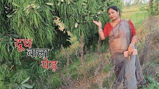 इस पेड़ ️ से निकलता है दूध  ।। Full Video Watching  ।। Priya Yadav