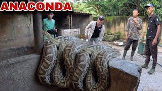 Cuộc Gọi Khẩn Cấp Của Người Dân Khi Phát Hiện Trăn ANACONDA Tấn Công Đàn Gà