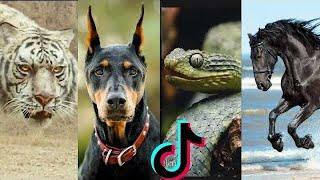 Call me by your name | all animals Tiktok