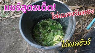 เเชร์สูตรทำน้ำหมักไล่เเมลงวันทอง ที่ใช้ได้ผลจริงจากประสบการณ์ตรง