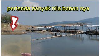 klw ada tanda seperti ini di jamin banyak nila babon nya || mancing Jatiluhur terbaru!!!