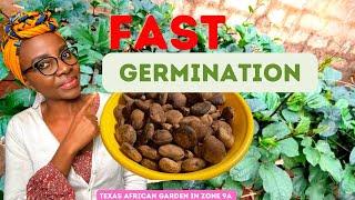 Fluted Pumpkin Cultivation: Best Tips to Germinate Ugu Seeds Indoors FAST| African Garden in the USA