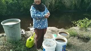 memperbaiki pagar tanaman kami||sayur gulai ayam campur tahu