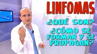 LINFOMAS Todo lo que necesita saber ¿Qué son? ¿Como se propagan? - CÁNCER #15