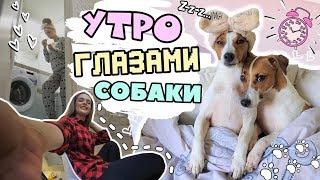 УТРО ГЛАЗАМИ СОБАКИ