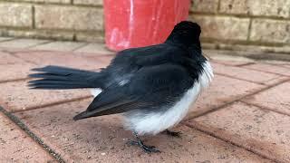 Willie Wagtail calling his Friend