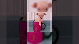 tea cup puppy #Pomeranian #shorts #short #video #viral #viralvideo #cute #dogs #fun