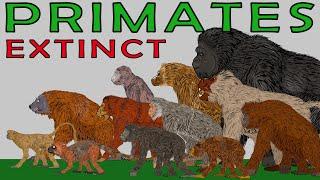 Size Comparison: Extinct Primates (Gigantopithecus Blaki, Orangutans, Baboons, Gorillas)