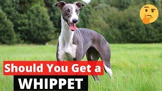 Whippet: Interesting Facts and Information on this Cute Breed