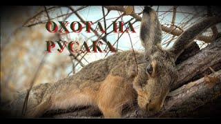 ЗАЯЦ РУСАК - ОХОТА! Вытоптать и добыть!