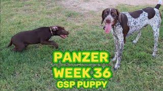 GSP puppy Panzer week 36, ROUND ONE playtime with cute chocolate lab puppy Moose!!