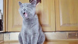 British Shorthair Kitten's Sweetest Little Meow