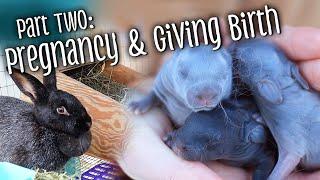 Part 2: Rabbit pregnancy & birth - nest boxes, kindling, and handling kits