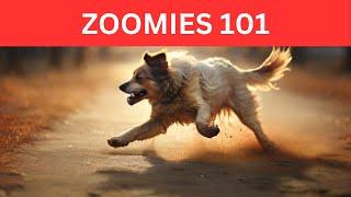 Dog Zoomies 101: Why They Happen & How to Handle Them!