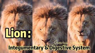 GROUP 1 LION'S INTEGUMENTARY AND DIGESTIVE SYSTEM (ZOOLOGY)