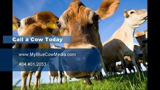 Learn How My Blue Cow Media Can Help Grow Your Business!