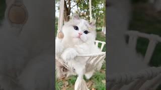 tu kon hai tera name kya cute cat #cat #pets @FunXCrezy @UnfilteredVoicesLR