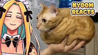 Nyoom Reacts to Normal Cat Videos!