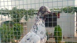 pigeons lover Ustad ch sultan group ki dosri bar hatric 21bazian regulr bin 6lost#ustadchsultangroup