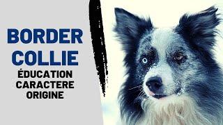 Border collie : caractère, dressage, éducation, prix de cette race de chien