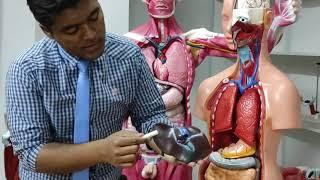 Liver anatomy | physiology | position | Blood supply | animation