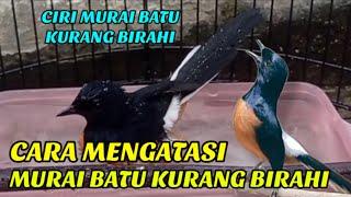 CIRI CIRI MURAI BATU KURANG BIRAHI DAN CARA MENGATASINYA