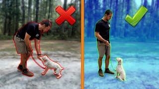 How to Train Your Dog From Start to Finish