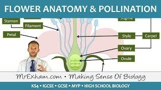 Plant reproduction - Flower anatomy and pollination - GCSE Biology (9-1)