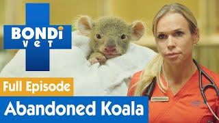  Adorable Baby Koala Is Found Malnourished | FULL EPISODE | E3 | Bondi Vet