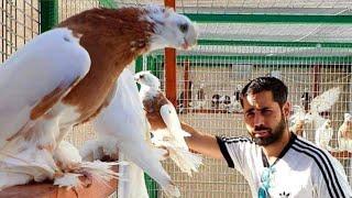 Узбекские голуби | Uzbek pigeons by Idan Baruch from Israel | Usbekische tauben | יונים אוזבקיות