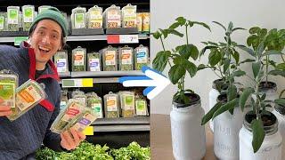 How to Regrow Grocery Store Herbs