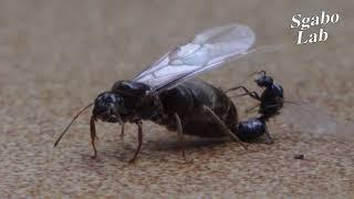 Queen ant mating and self removing wings