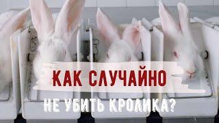 Тестирование косметики на животных | Этичая косметика