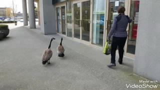 Funny Canadian Geese