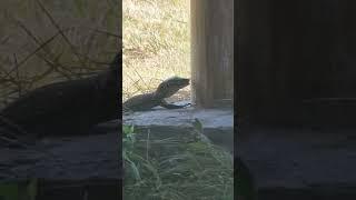 Baby Komodo catches frogs #animals