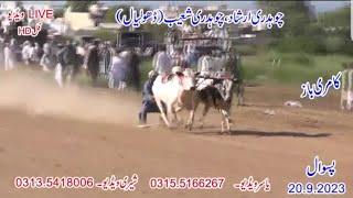 Bull Race Paswal 20-9-2023Malik Video Bull Race
