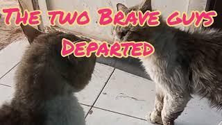 Cat Fight || Both Deceased Cat ~ last upload month of April 13K views