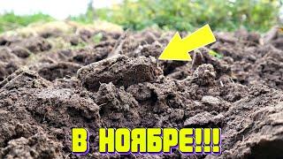 У моей бабушки на огороде не было вредителей! В ноябре она делала этот хитрый прием с землей!