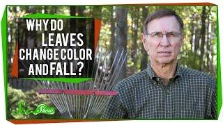 Why Do Leaves Change Color and Fall?