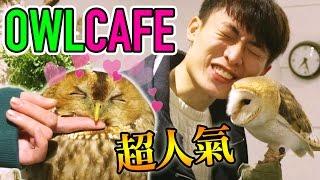 【會跳舞的貓頭鷹!?】人氣超治癒OWL CAFE