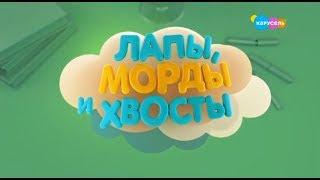 ЛАПЫ, МОРДЫ И ХВОСТЫ  ПРЯМОЙ ЭФИР